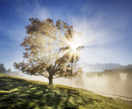 Alpen, Appenzell, Appenzell Ausserrohden, Appenzeller Hinterland, Autumn, Baum, Fall, Herbst, Nebel, Nebelmeer, Ostschweiz, Schweiz, Suisse, Switzerland, Säntis, Urnäsch, Wetter