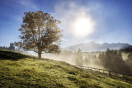 Alpen, Appenzell, Appenzell Ausserrohden, Appenzeller Hinterland, Autumn, Baum, Fall, Herbst, Nebel, Nebelmeer, Ostschweiz, Schweiz, Suisse, Switzerland, Säntis, Urnäsch, Wetter