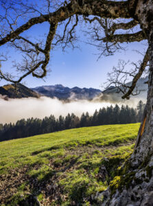 Alp, Alpen, Alps, Appenzell, Appenzell Ausserrohden, Appenzell Innerrhoden, Appenzeller Hinterland, Autumn, Baum, Berg, Bergmassiv, Fall, Herbst, Nebel, Nebelmeer, Ostschweiz, Schweiz, Schwägalp, Suisse, Switzerland, Säntis, Urnäsch, Wetter, alps