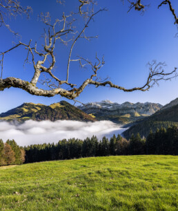 Alp, Alpen, Alps, Appenzell, Appenzell Ausserrohden, Appenzell Innerrhoden, Appenzeller Hinterland, Autumn, Baum, Berg, Bergmassiv, Fall, Herbst, Nebel, Nebelmeer, Ostschweiz, Schweiz, Schwägalp, Suisse, Switzerland, Säntis, Urnäsch, Wetter, alps