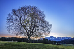 Alp, Alpen, Alps, Appenzell, Appenzell Ausserrohden, Appenzell Innerrhoden, Appenzeller Hinterland, Autumn, Baum, Berg, Bergmassiv, Fall, Herbst, Nebel, Nebelmeer, Ostschweiz, Schweiz, Schwägalp, Suisse, Switzerland, Säntis, Urnäsch, Wetter, alps