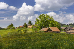 Appenzell, Appenzell Ausserrohden, Appenzeller Hinterland, Blumenwiese, Frühling, Ostschweiz, Schweiz, Spring, Suisse, Switzerland, Waldstatt, Wiese, spring