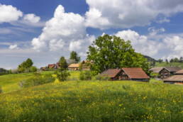 Appenzell, Appenzell Ausserrohden, Appenzeller Hinterland, Baum, Blumenwiese, Frühling, Ostschweiz, Schweiz, Spring, Suisse, Switzerland, Waldstatt, Wiese, spring