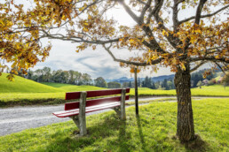 Appenzell, Appenzell Ausserrohden, Appenzeller Vorderland, Aussichtsbank, Autumn, Bank, Baum, Fall, Herbst, Ostschweiz, Schweiz, Suisse, Switzerland, Walzenhausen