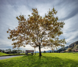 Appenzell, Appenzell Ausserrohden, Appenzeller Vorderland, Aussichtsbank, Autumn, Bank, Baum, Fall, Herbst, Ostschweiz, Schweiz, Suisse, Switzerland, Walzenhausen