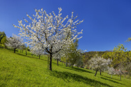 Appenzell, Appenzell Ausserrohden, Appenzeller Vorderland, Baum, Blütenbaum, Frühling, Ostschweiz, Schweiz, Spring, Suisse, Switzerland, Wolfhalden, spring