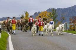 Appenzell, Appenzell Ausserrohden, Appenzeller Hinterland, Autumn, Fall, Herbst, Hundwil, Schweiz, Suisse, Switzerland, Tracht, Viehschau, tradition