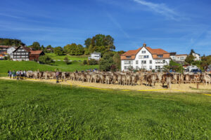 Appenzell, Appenzell Ausserrohden, Appenzeller Vorderland, Landwirtschaft, Ostschweiz, Schweiz, Suisse, Switzerland, Viehschau, Walzenhausen, Wirtschaft