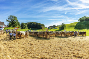 Appenzell, Appenzell Ausserrohden, Appenzeller Vorderland, Landwirtschaft, Ostschweiz, Schweiz, Suisse, Switzerland, Viehschau, Walzenhausen, Wirtschaft