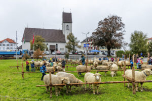 Appenzell, Appenzell Ausserrohden, Appenzeller Vorderland, Brauchtum, Landwirtschaft, Ostschweiz, Schweiz, Suisse, Switzerland, Viehschau, Wirtschaft, Wolfhalden