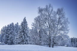 Abend, Appenzell, Appenzell Ausserrohden, Appenzeller Hinterland, Baum, Jahreszeiten, Ostschweiz, Schnee, Schweiz, Suisse, Switzerland, Urnäsch, Wetter, Winter
