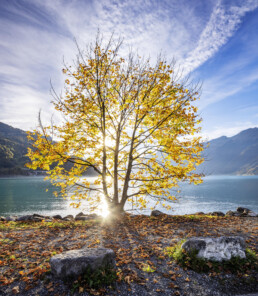 Autumn, Baum, Bern, Berner-Oberland, Berneroberland, Fall, Herbst, Schweiz, See, Suisse, Switzerland
