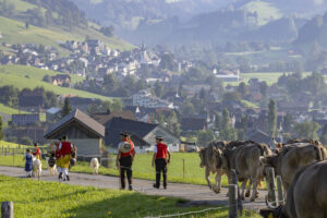 Alp, Alpabfahrt, Alpen, Alps, Appenzell, Appenzell Ausserrohden, Appenzeller Hinterland, Autumn, Fall, Herbst, Kühe, Landwirtschaft, Ostschweiz, Schweiz, Sennen, Suisse, Switzerland, Tracht, Urnaesch, Wirtschaft, alps, tradition, Öberefahre
