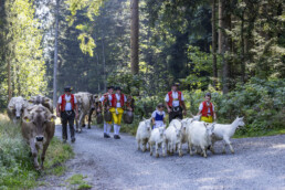 Alp, Alpabfahrt, Alpen, Alps, Appenzell, Appenzell Ausserrohden, Appenzeller Hinterland, Autumn, Fall, Herbst, Kühe, Landwirtschaft, Ostschweiz, Schweiz, Sennen, Suisse, Switzerland, Tracht, Urnaesch, Wirtschaft, alps, tradition, Öberefahre