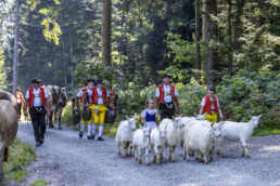 Alp, Alpabfahrt, Alpen, Alps, Appenzell, Appenzell Ausserrohden, Appenzeller Hinterland, Autumn, Fall, Herbst, Kühe, Landwirtschaft, Ostschweiz, Schweiz, Sennen, Suisse, Switzerland, Tracht, Urnaesch, Wirtschaft, alps, tradition, Öberefahre