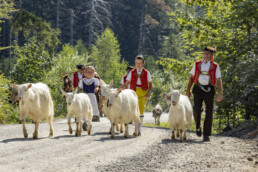 Alp, Alpabfahrt, Alpen, Alps, Appenzell, Appenzell Ausserrohden, Appenzeller Hinterland, Autumn, Fall, Herbst, Kühe, Landwirtschaft, Ostschweiz, Schweiz, Sennen, Suisse, Switzerland, Tracht, Urnaesch, Wirtschaft, alps, tradition, Öberefahre