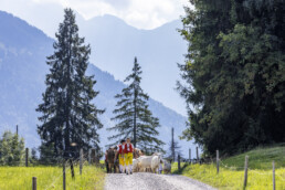 Alp, Alpabfahrt, Alpen, Alps, Appenzell, Appenzell Ausserrohden, Appenzeller Hinterland, Autumn, Fall, Herbst, Kühe, Landwirtschaft, Ostschweiz, Schweiz, Sennen, Suisse, Switzerland, Tracht, Urnaesch, Wirtschaft, alps, tradition, Öberefahre