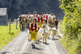 Alp, Alpabfahrt, Alpen, Alps, Appenzell, Appenzell Ausserrohden, Appenzeller Hinterland, Autumn, Fall, Herbst, Kühe, Landwirtschaft, Ostschweiz, Schweiz, Sennen, Suisse, Switzerland, Tracht, Urnaesch, Wirtschaft, alps, tradition, Öberefahre