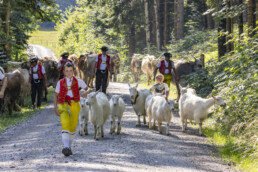 Alp, Alpabfahrt, Alpen, Alps, Appenzell, Appenzell Ausserrohden, Appenzeller Hinterland, Autumn, Fall, Herbst, Kühe, Landwirtschaft, Ostschweiz, Schweiz, Sennen, Suisse, Switzerland, Tracht, Urnaesch, Wirtschaft, alps, tradition, Öberefahre