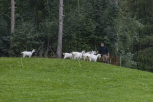 Appenzell, Appenzell Ausserrohden, Bühler, Ostschweiz, Schweiz, Suisse, Switzerland, Tier, Tracht, Viehschau, tradition