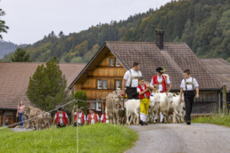 Appenzell, Appenzell Ausserrohden, Bühler, Ostschweiz, Schweiz, Suisse, Switzerland, Tier, Tracht, Viehschau, tradition