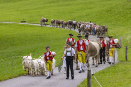 Appenzell, Appenzell Ausserrohden, Bühler, Kühe, Ostschweiz, Schweiz, Suisse, Switzerland, Tier, Tracht, Viehschau, tradition