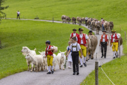 Appenzell, Appenzell Ausserrohden, Bühler, Kühe, Ostschweiz, Schweiz, Suisse, Switzerland, Tier, Tracht, Viehschau, tradition