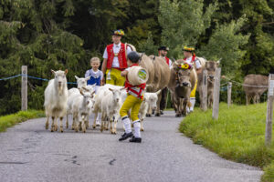Appenzell, Appenzell Ausserrohden, Bühler, Ostschweiz, Schweiz, Suisse, Switzerland, Tier, Tracht, Viehschau, tradition