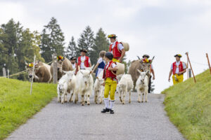 Appenzell, Appenzell Ausserrohden, Bühler, Ostschweiz, Schweiz, Suisse, Switzerland, Tier, Tracht, Viehschau, tradition