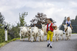 Appenzell, Appenzell Ausserrohden, Bühler, Ostschweiz, Schweiz, Suisse, Switzerland, Tier, Tracht, Viehschau, tradition