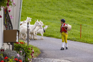Appenzell, Appenzell Ausserrohden, Bühler, Ostschweiz, Schweiz, Suisse, Switzerland, Tier, Tracht, Viehschau, tradition