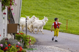 Appenzell, Appenzell Ausserrohden, Bühler, Ostschweiz, Schweiz, Suisse, Switzerland, Tier, Tracht, Viehschau, tradition