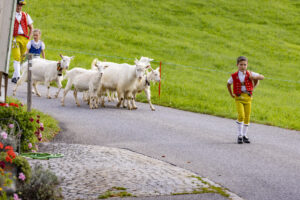 Appenzell, Appenzell Ausserrohden, Bühler, Ostschweiz, Schweiz, Suisse, Switzerland, Tier, Tracht, Viehschau, tradition