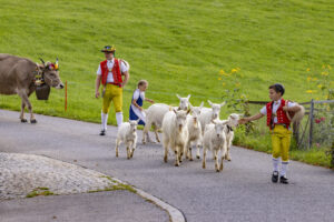 Appenzell, Appenzell Ausserrohden, Bühler, Ostschweiz, Schweiz, Suisse, Switzerland, Tier, Tracht, Viehschau, tradition