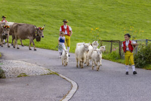Appenzell, Appenzell Ausserrohden, Bühler, Ostschweiz, Schweiz, Suisse, Switzerland, Tier, Tracht, Viehschau, tradition