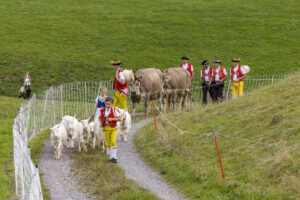 Appenzell, Appenzell Ausserrohden, Bühler, Ostschweiz, Schweiz, Suisse, Switzerland, Tier, Tracht, Viehschau, tradition