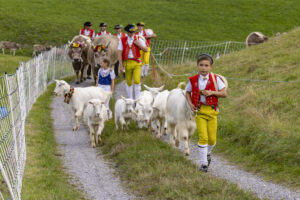 Appenzell, Appenzell Ausserrohden, Bühler, Ostschweiz, Schweiz, Suisse, Switzerland, Tier, Tracht, Viehschau, tradition
