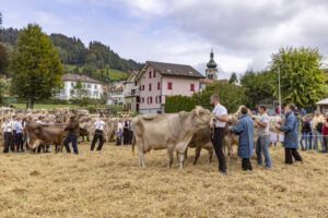 Appenzell, Appenzell Ausserrohden, Bühler, Kühe, Ostschweiz, Schweiz, Suisse, Switzerland, Tier, Tracht, Viehschau, tradition