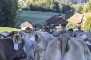 Appenzell, Appenzell Ausserrohden, Appenzeller Hinterland, Brauchtum, Landwirtschaft, Ostschweiz, Schweiz, Schönengrund, Sennen, Suisse, Switzerland, Tracht, Viehschau, Wirtschaft, tradition