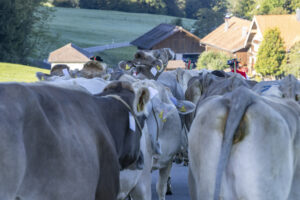 Appenzell, Appenzell Ausserrohden, Appenzeller Hinterland, Brauchtum, Landwirtschaft, Ostschweiz, Schweiz, Schönengrund, Sennen, Suisse, Switzerland, Tracht, Viehschau, Wirtschaft, tradition