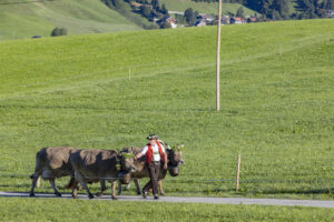 Appenzell, Appenzell Ausserrohden, Appenzeller Hinterland, Brauchtum, Landwirtschaft, Ostschweiz, Schweiz, Schönengrund, Sennen, Suisse, Switzerland, Tracht, Viehschau, Wirtschaft, tradition