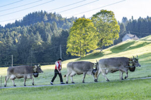 Appenzell, Appenzell Ausserrohden, Appenzeller Hinterland, Brauchtum, Landwirtschaft, Ostschweiz, Schweiz, Schönengrund, Sennen, Suisse, Switzerland, Tracht, Viehschau, Wirtschaft, tradition