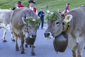 Appenzell, Appenzell Ausserrohden, Appenzeller Hinterland, Brauchtum, Landwirtschaft, Ostschweiz, Schweiz, Schönengrund, Sennen, Suisse, Switzerland, Tracht, Viehschau, Wirtschaft, tradition