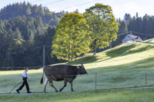 Appenzell, Appenzell Ausserrohden, Appenzeller Hinterland, Brauchtum, Landwirtschaft, Ostschweiz, Schweiz, Schönengrund, Sennen, Suisse, Switzerland, Tracht, Viehschau, Wirtschaft, tradition