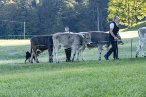Appenzell, Appenzell Ausserrohden, Appenzeller Hinterland, Brauchtum, Landwirtschaft, Ostschweiz, Schweiz, Schönengrund, Sennen, Suisse, Switzerland, Tracht, Viehschau, Wirtschaft, tradition
