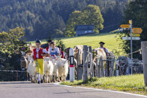 Appenzell, Appenzell Ausserrohden, Appenzeller Hinterland, Brauchtum, Landwirtschaft, Ostschweiz, Schweiz, Schönengrund, Sennen, Suisse, Switzerland, Tracht, Viehschau, Wirtschaft, tradition
