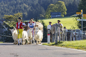 Appenzell, Appenzell Ausserrohden, Appenzeller Hinterland, Brauchtum, Landwirtschaft, Ostschweiz, Schweiz, Schönengrund, Sennen, Suisse, Switzerland, Tracht, Viehschau, Wirtschaft, tradition