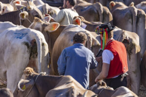 Appenzell, Appenzell Ausserrohden, Appenzeller Hinterland, Brauchtum, Landwirtschaft, Ostschweiz, Schweiz, Schönengrund, Sennen, Suisse, Switzerland, Tracht, Viehschau, Wirtschaft, tradition