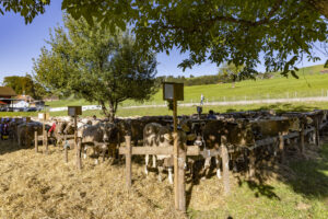 Appenzell, Appenzell Ausserrohden, Appenzeller Hinterland, Brauchtum, Landwirtschaft, Ostschweiz, Schweiz, Schönengrund, Sennen, Suisse, Switzerland, Tracht, Viehschau, Wirtschaft, tradition