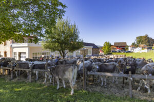 Appenzell, Appenzell Ausserrohden, Appenzeller Hinterland, Brauchtum, Landwirtschaft, Ostschweiz, Schweiz, Schönengrund, Sennen, Suisse, Switzerland, Tracht, Viehschau, Wirtschaft, tradition